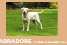 Abradore
