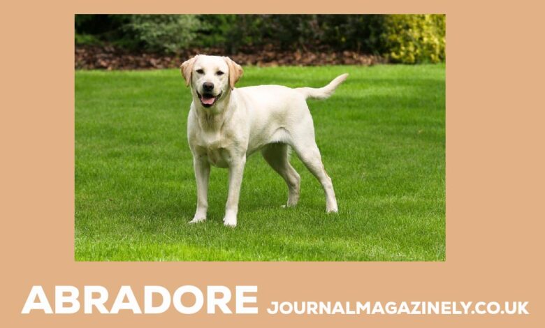 Abradore