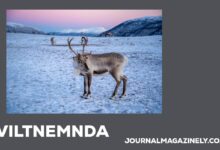 Viltnemnda